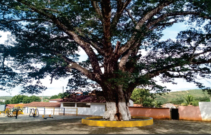 Jatobazeiro